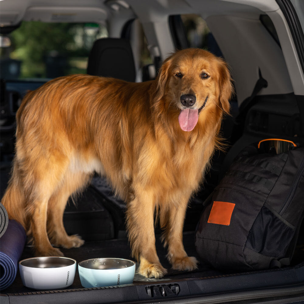 1b1218c43ef8-a-very-good-dog-1000x1000